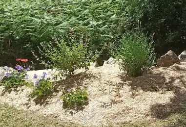 taille de haies à Chaumes-en-Retz - image 4